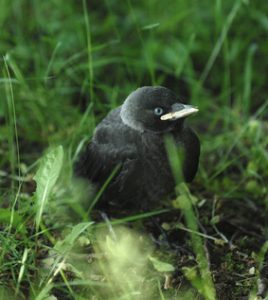 Dohle-Jungvogel