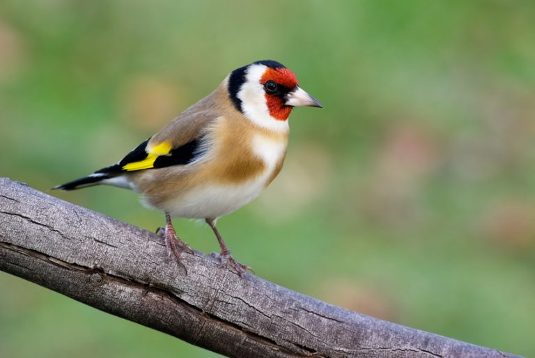 Stieglitz VOGELHAUS FUTTERHAUS