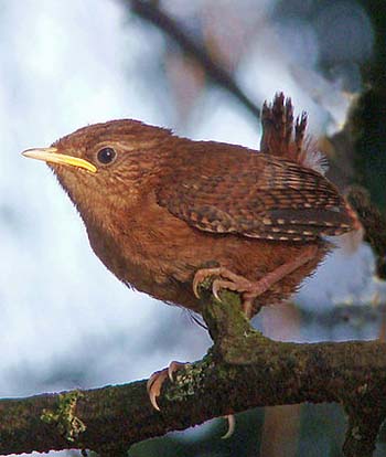 Zaunkönig Zaunkönig-Jungvogel