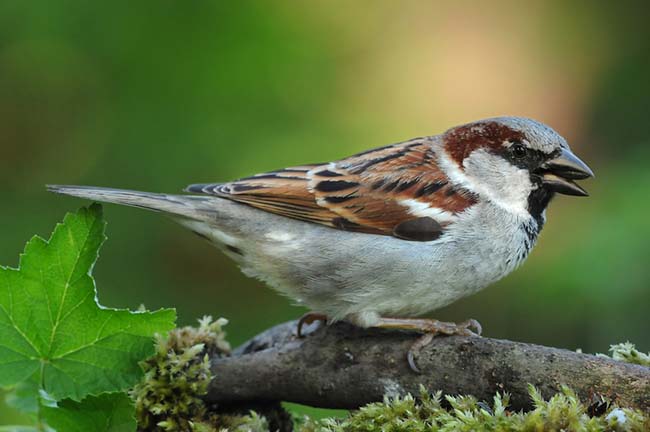 Spatz 7