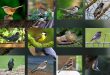 Vogelpalette-Gesamtuebersicht