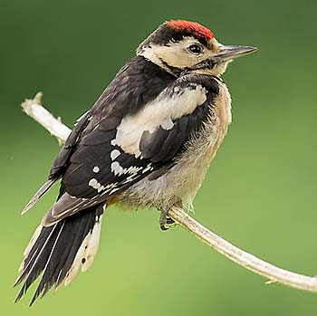Buntspecht Jungvogel