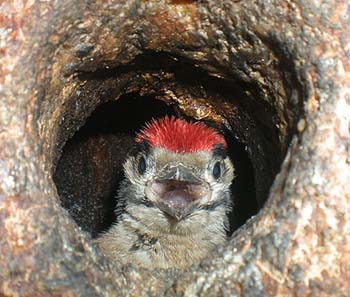 Buntspecht-Jungvogel
