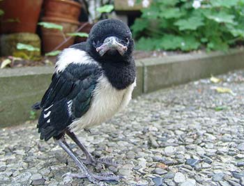 Elster Jungvogel