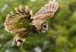 Waldkauz im Flug