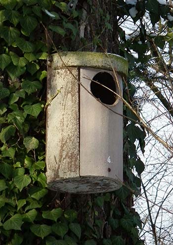 Waldkauz Höhlenbrüterkasten