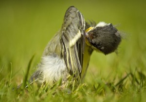 great-tit-chick-1164946 1280     