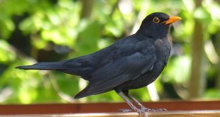 Amsel