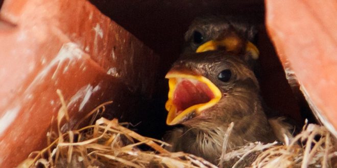 Haussperling - Nestlinge