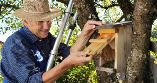 Nistkasten Reinigung