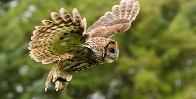 Waldkauz im Flug